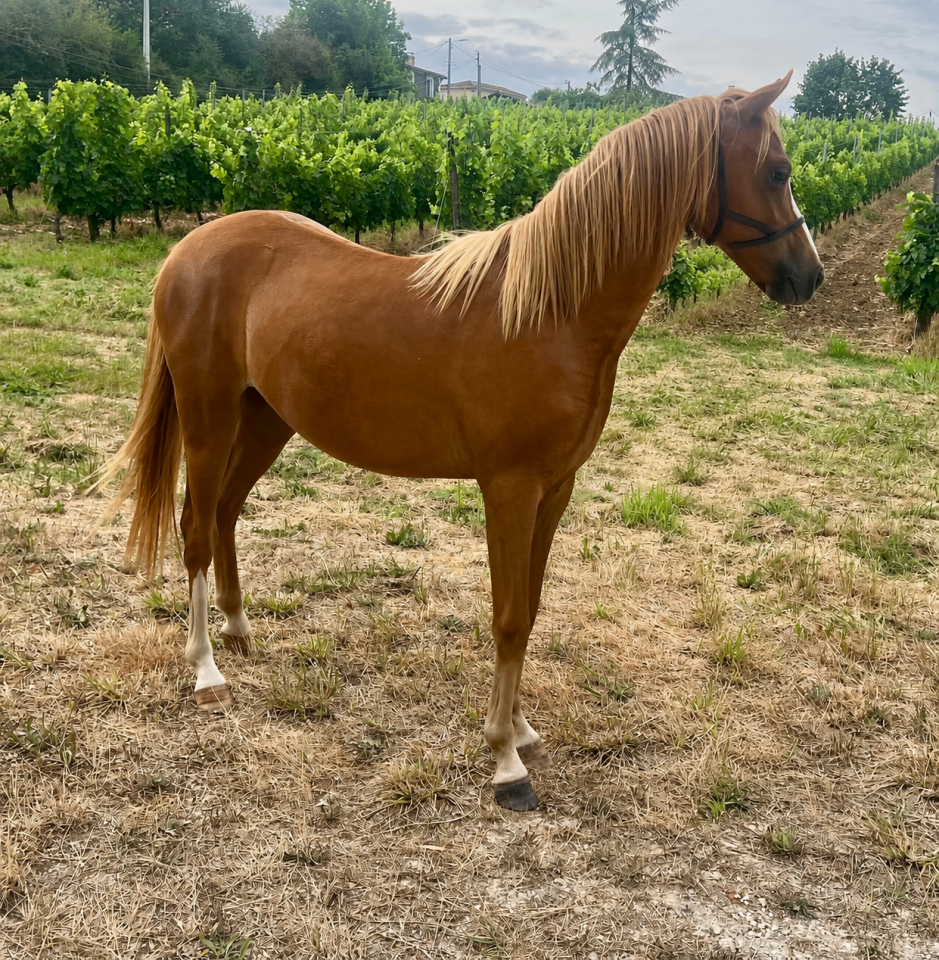 Yearing femelle Welsh Pony sect B - Origines S&eacute;rieuses 
