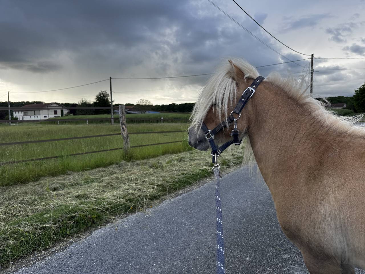 Mini shetland 