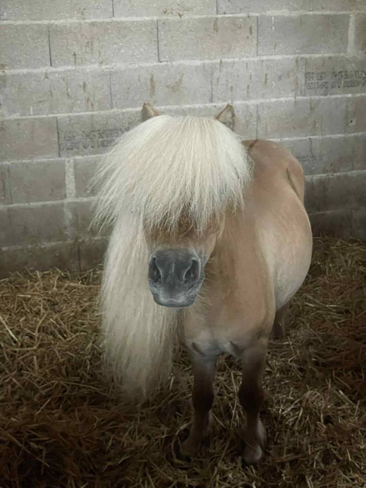 Mini shetland 