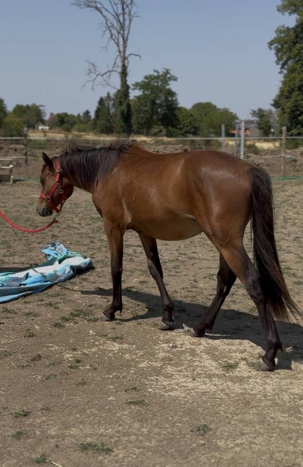POULAIN | Futur PONEY D | 50% Pur sang arabe 