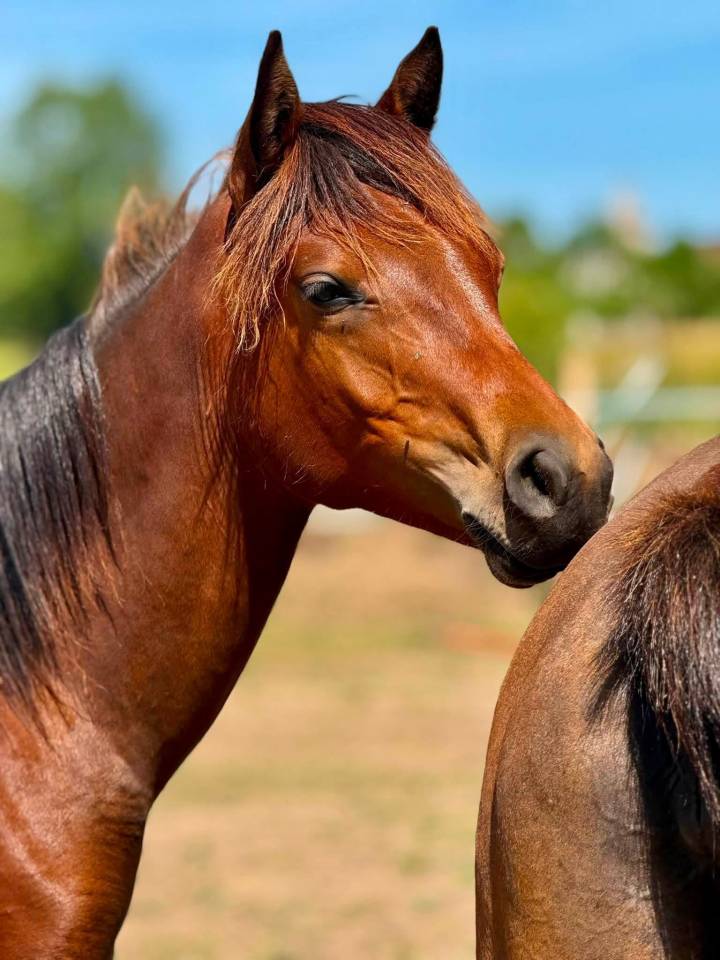 POULAIN | Futur PONEY D | 50% Pur sang arabe 