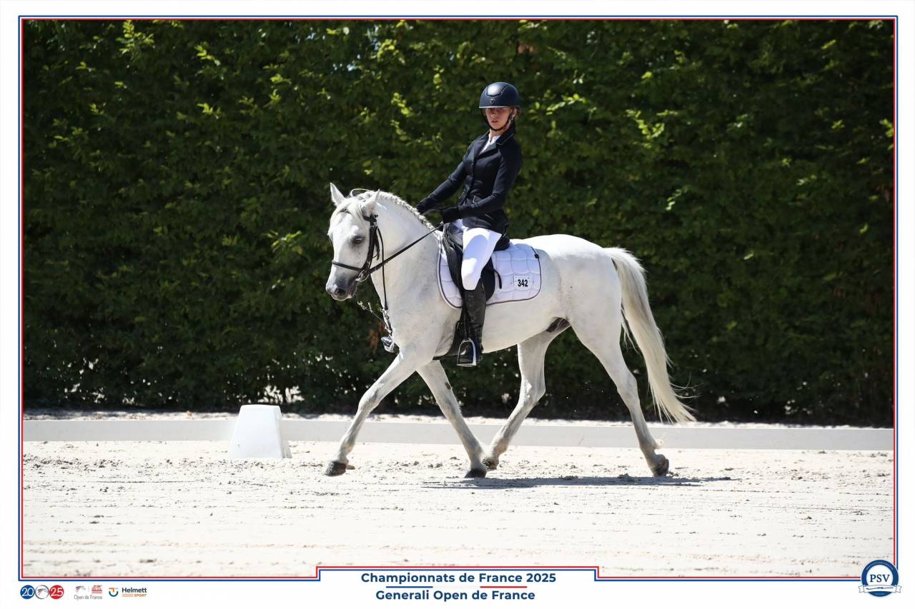 Poney C welsh pb 