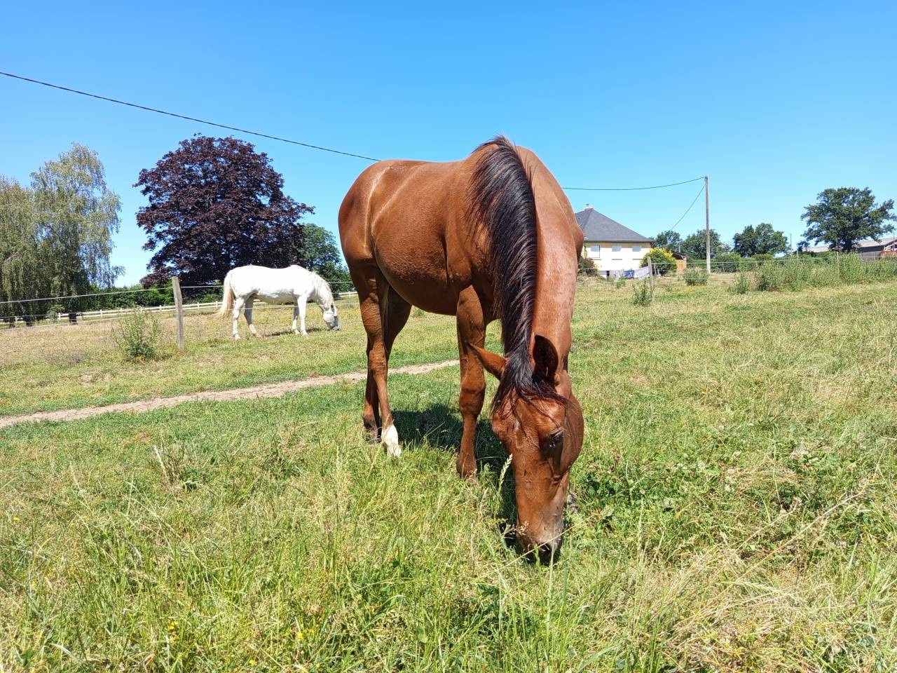 Poulain SFO bai de 1 an par QOUD'COEUR DE LA LOGE