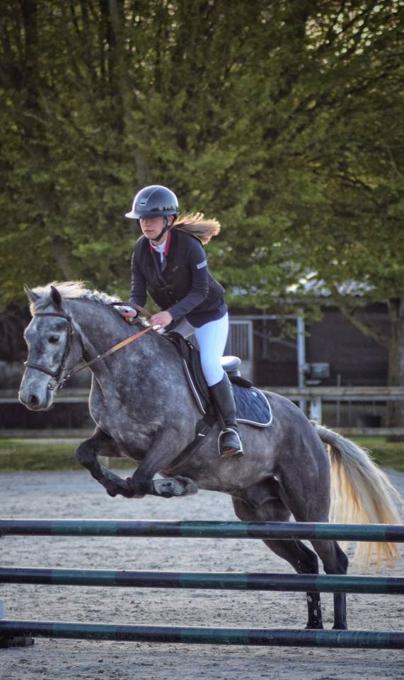 Hongre pp connemara 4 ans 