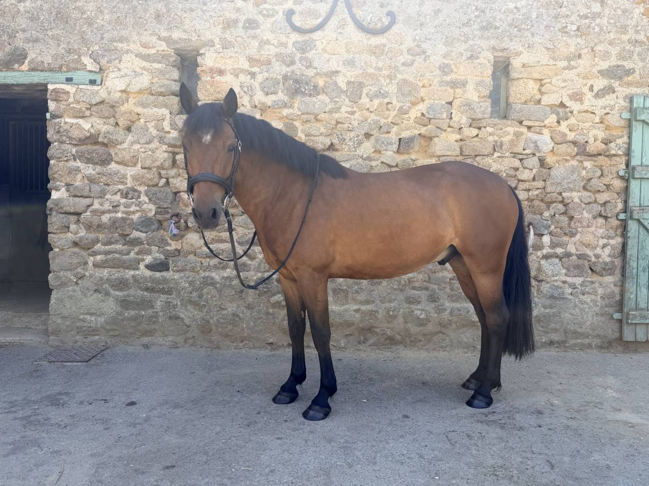 Poney C &agrave; vendre