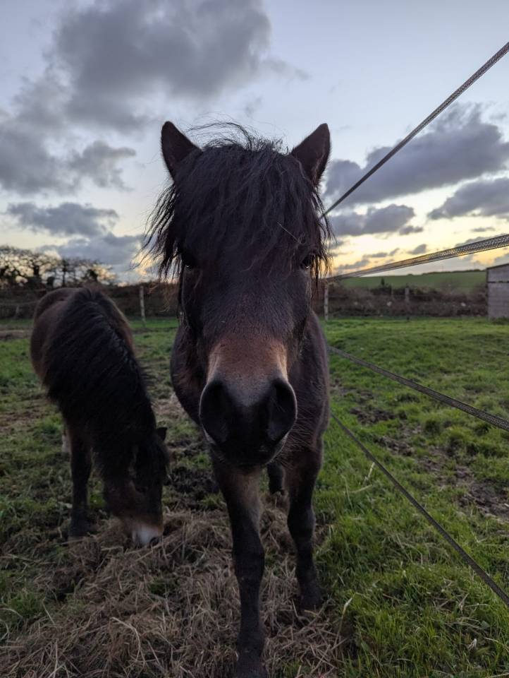 Poney Dartmoor