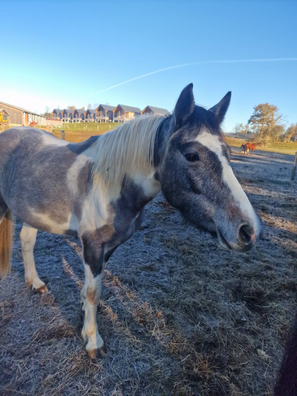 Poney de 5 ans