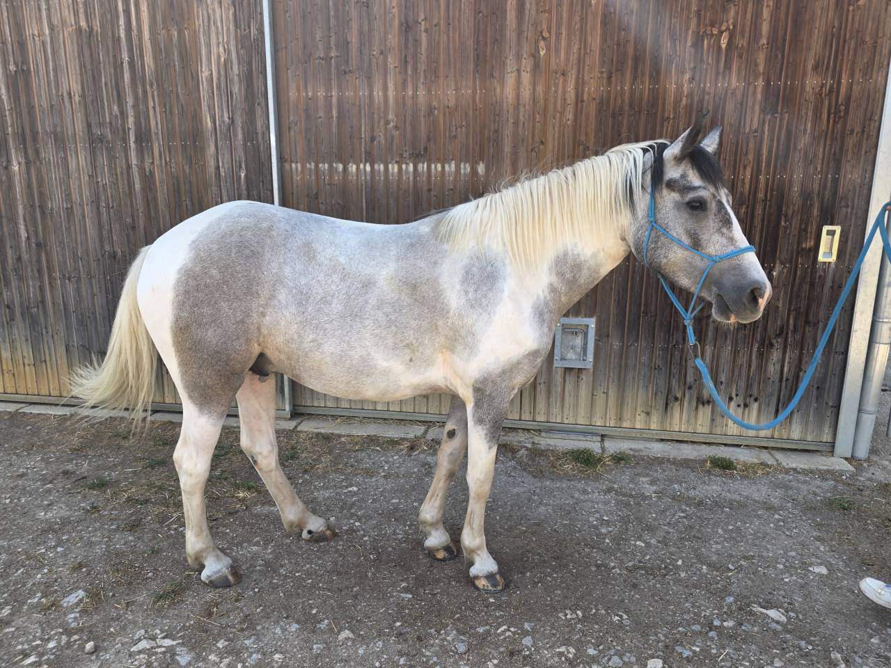 Poney de 5 ans