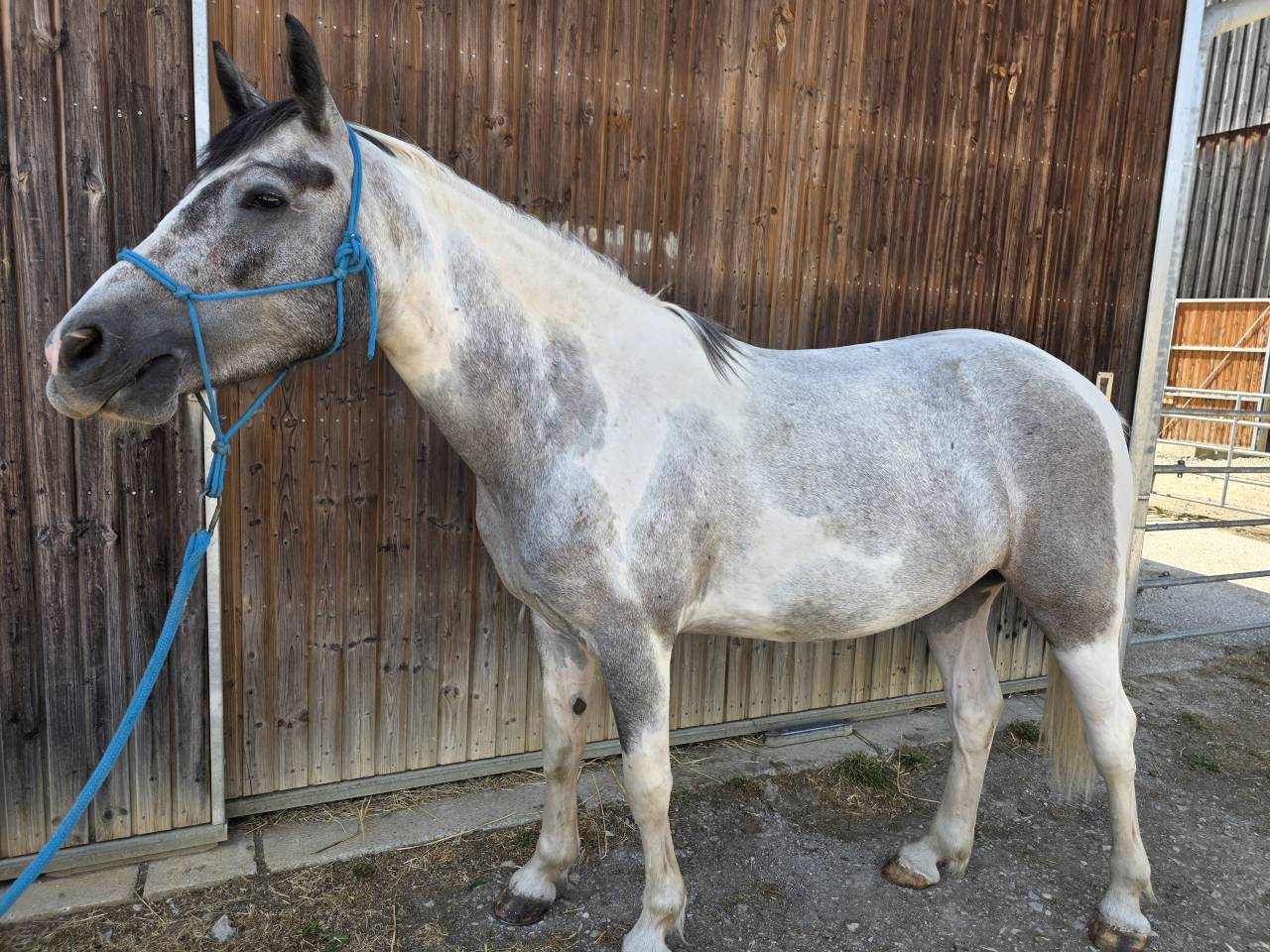 Poney de 5 ans