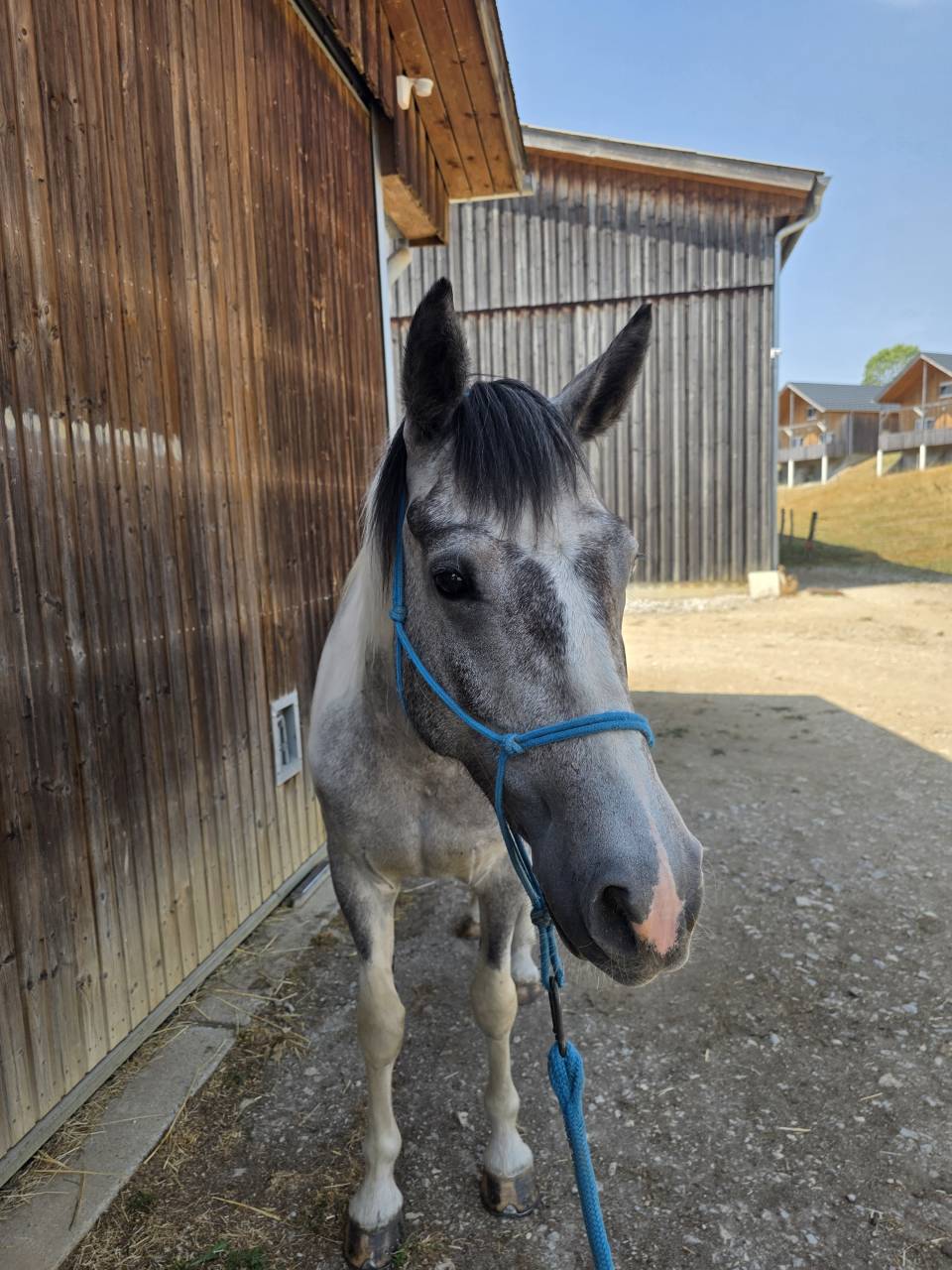 Poney de 5 ans