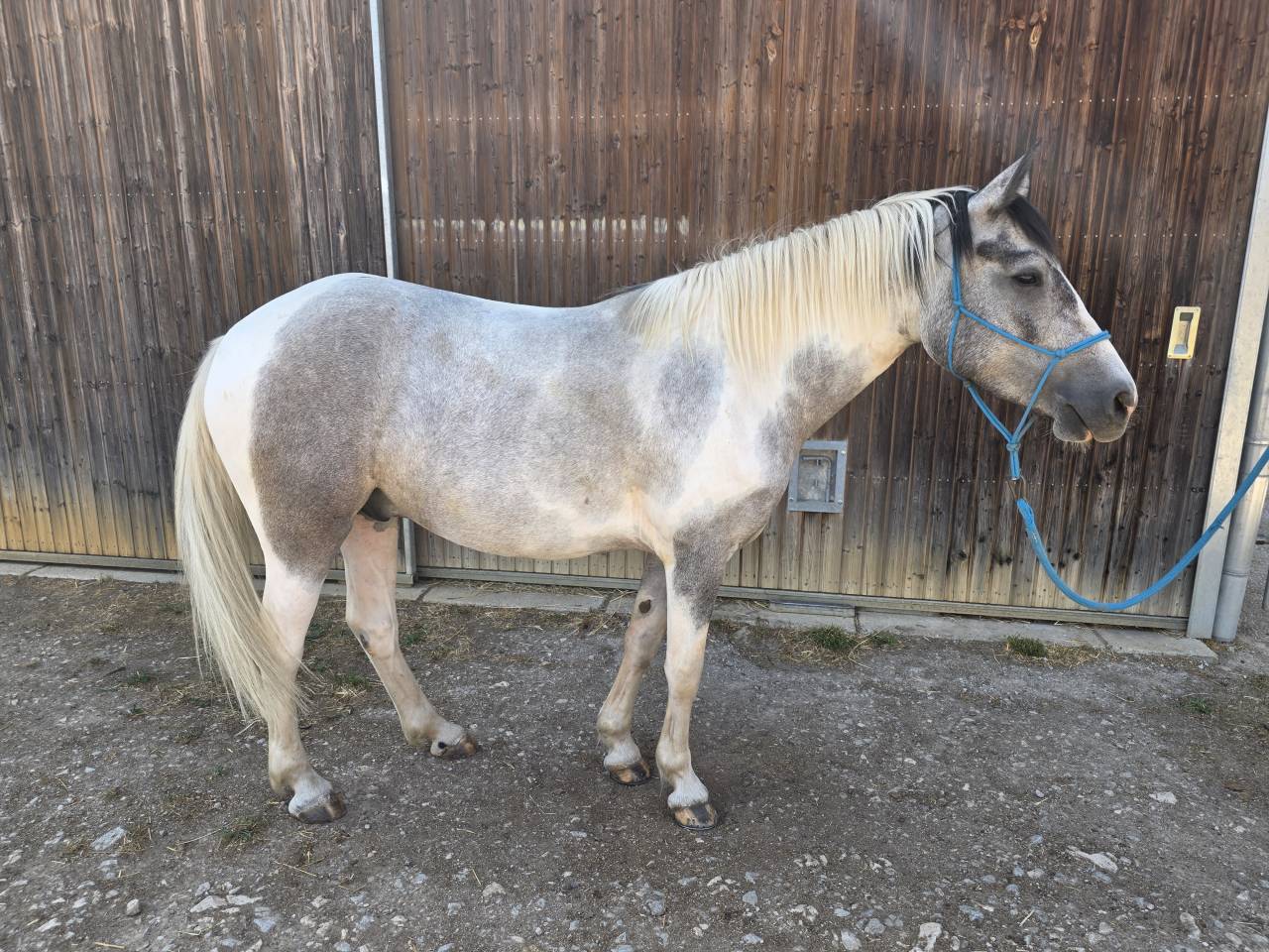 Poney de 5 ans