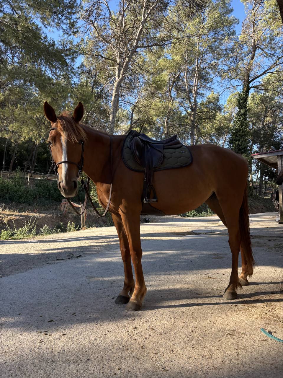 Jument selle Fran&ccedil;ais 6 ans 