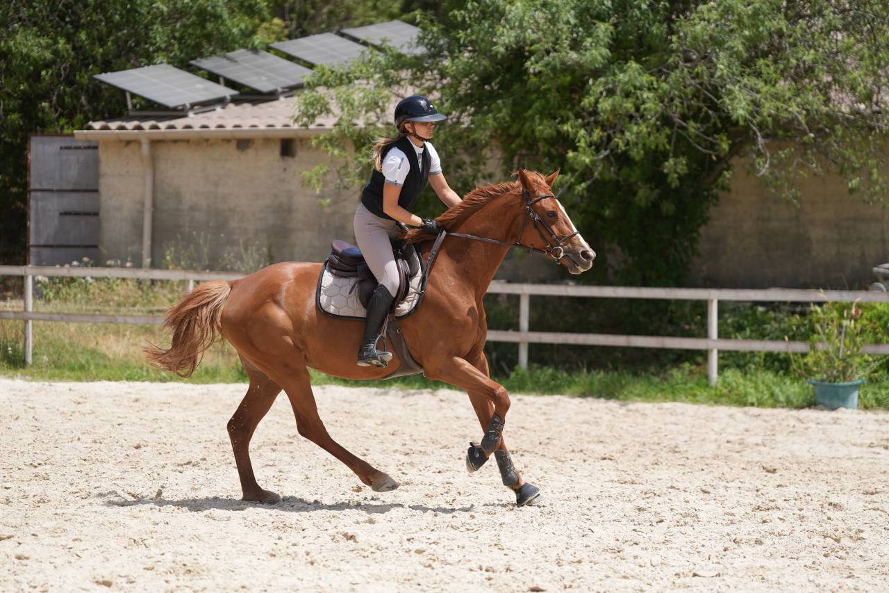 Jument selle Fran&ccedil;ais 6 ans 