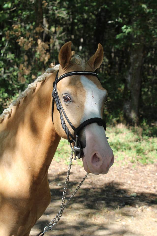 Poney dressage