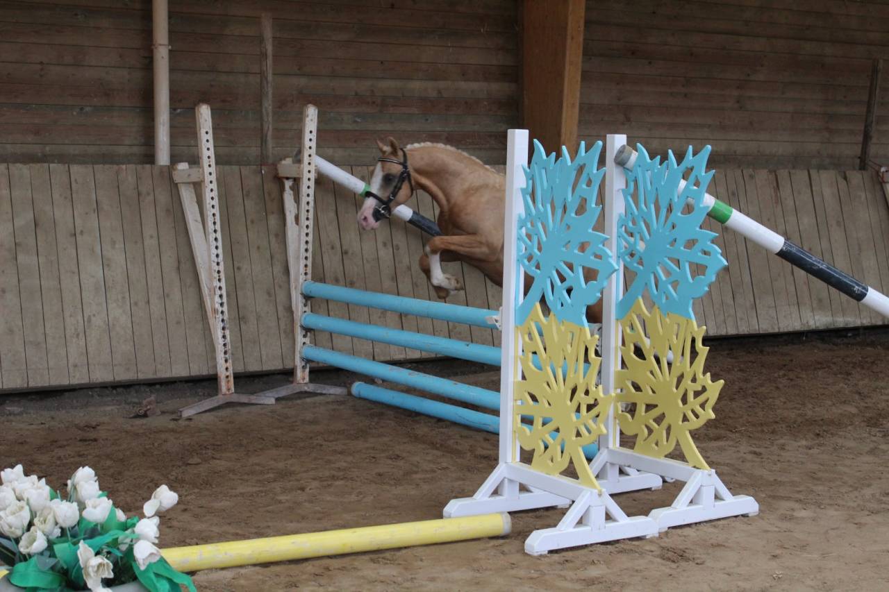 Poney dressage