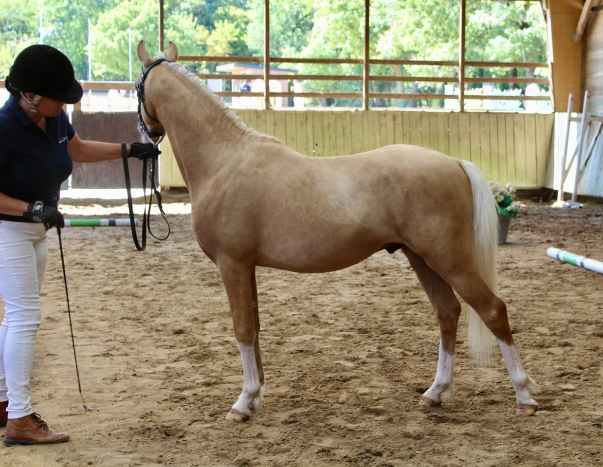 Poney dressage