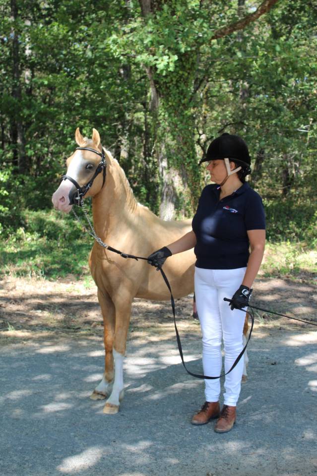 Poney dressage