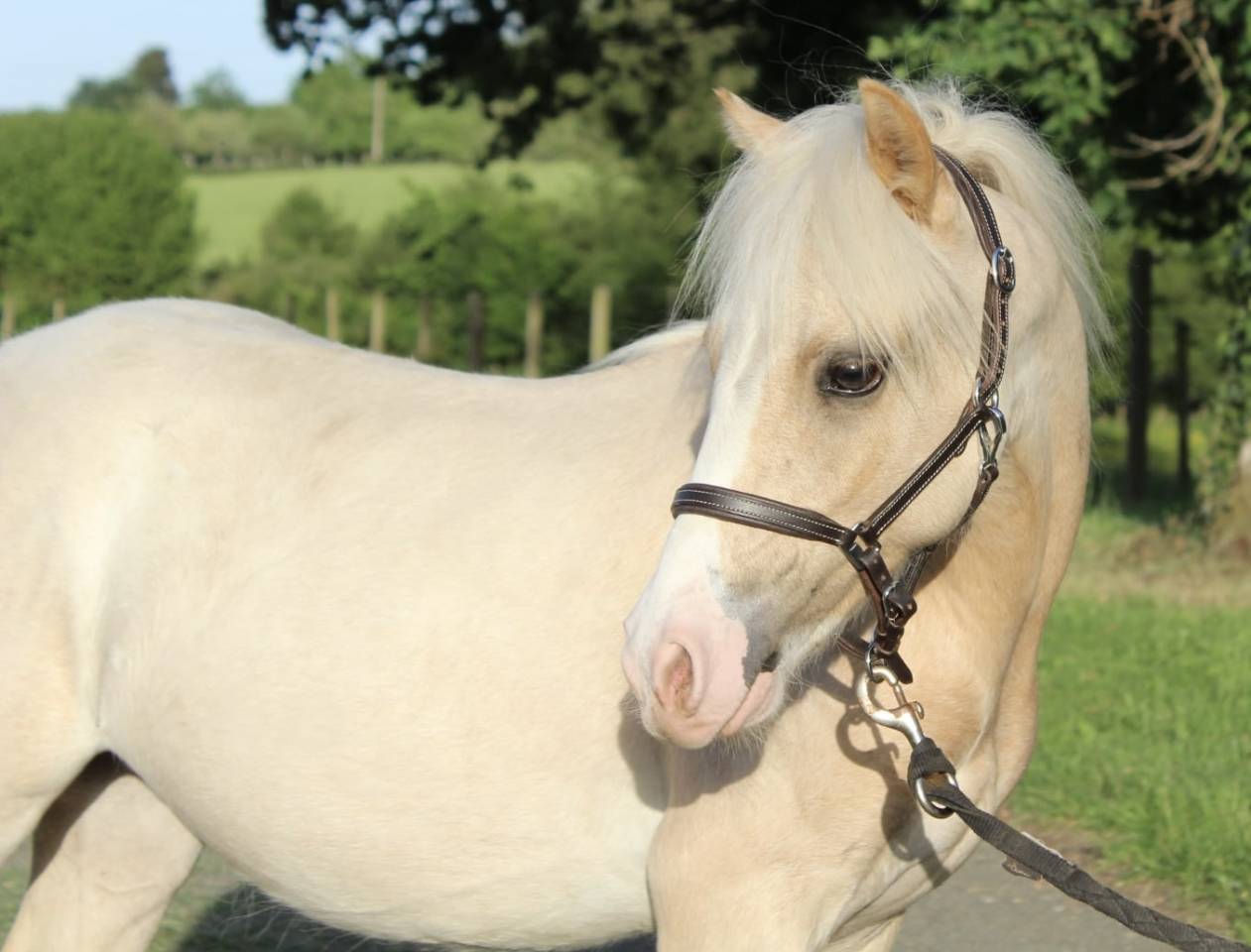 Poney Welsh 