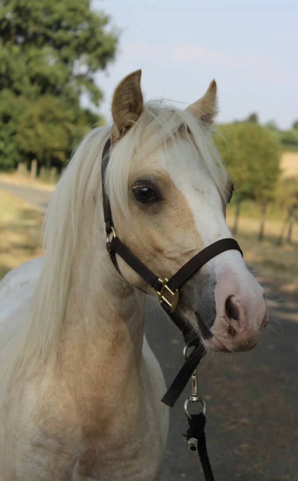 Poney Welsh 
