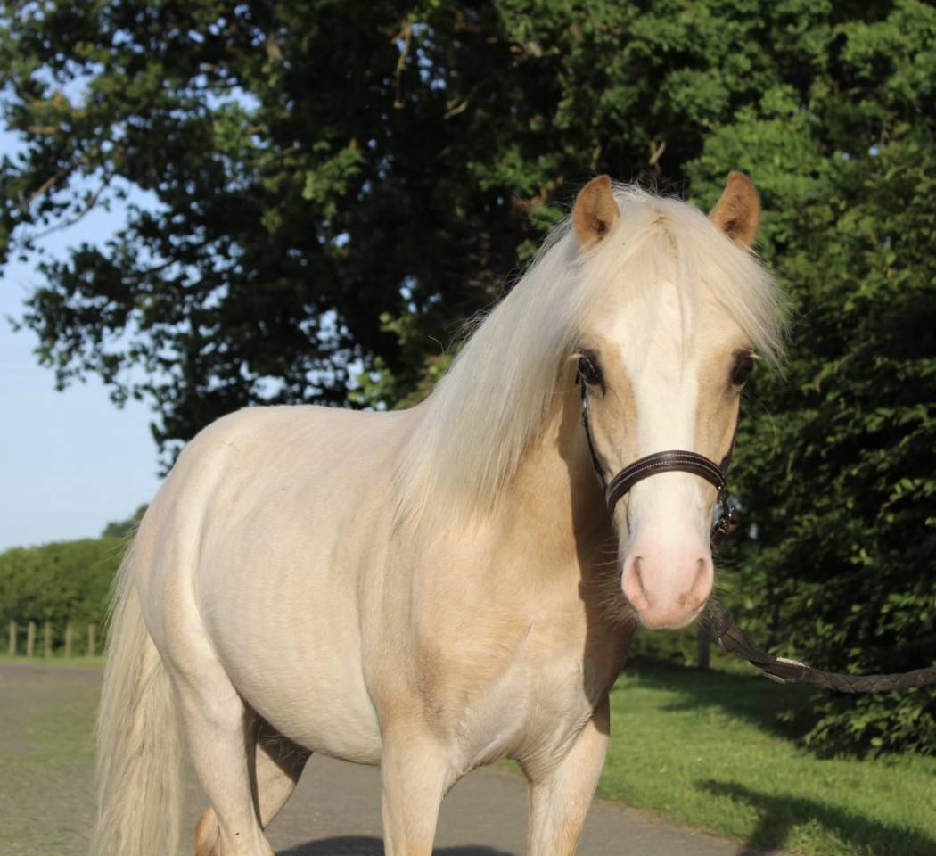 Poney Welsh 