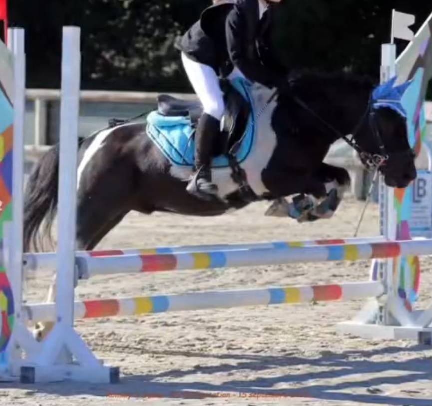&Agrave; vendre &ndash; Eliot Poney B