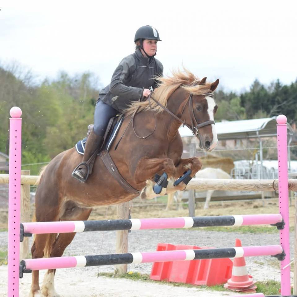 Jument welsh cob