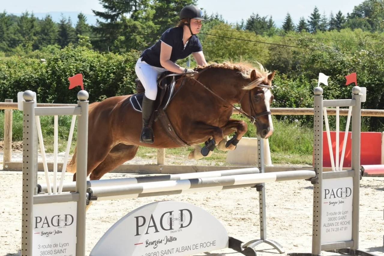 Jument welsh cob