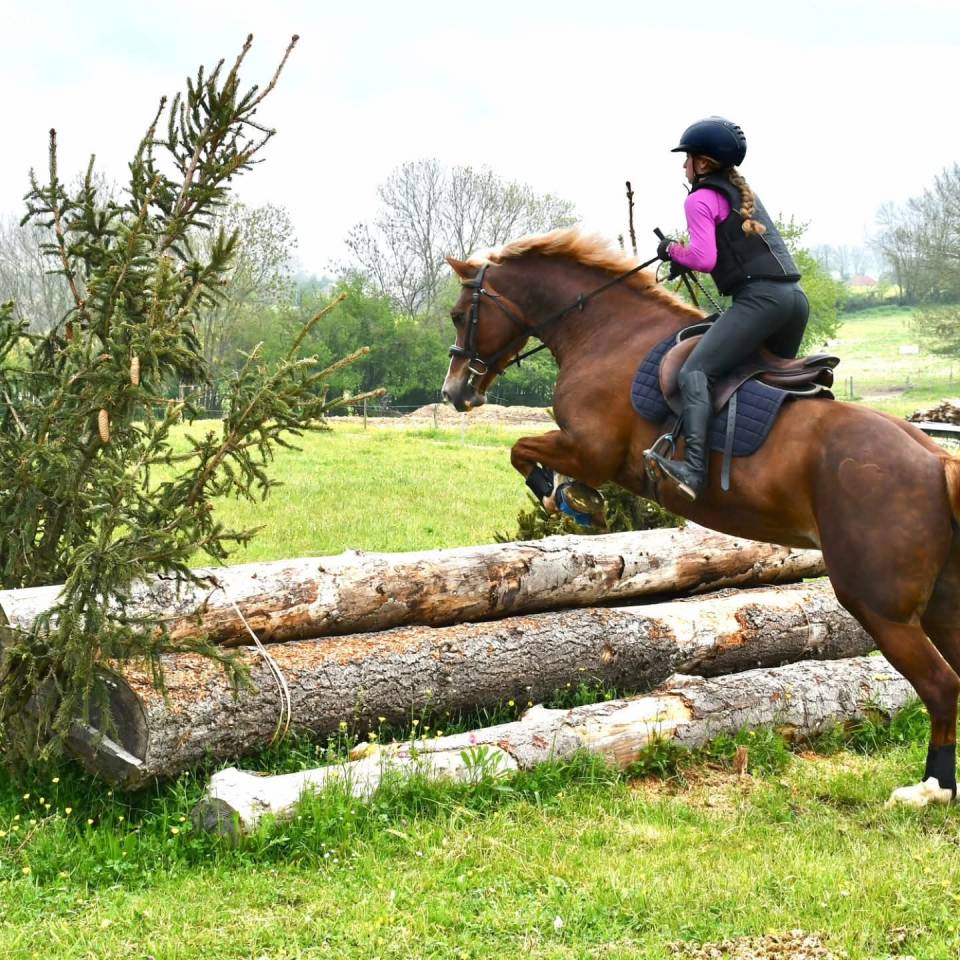 Jument welsh cob