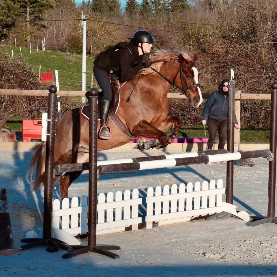 Jument welsh cob