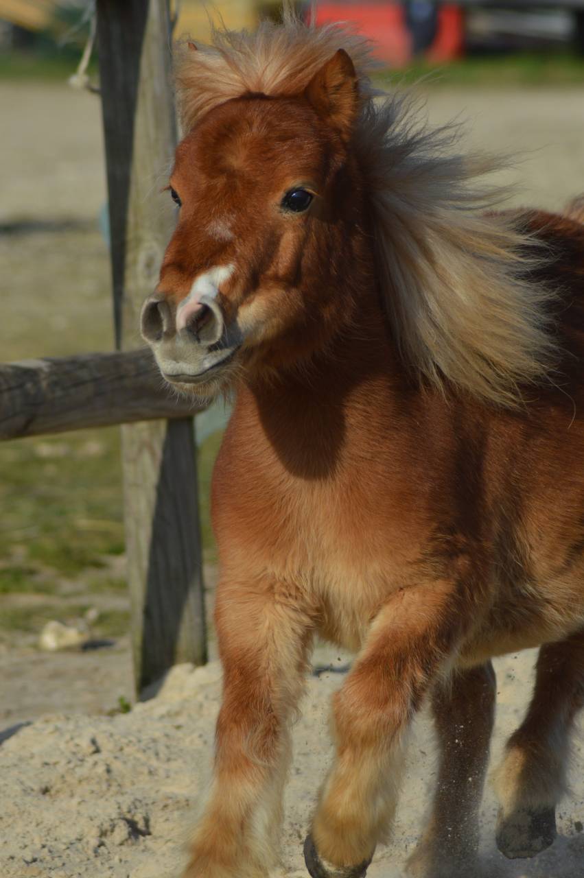 ✨ &Agrave; VENDRE : NALA ✨