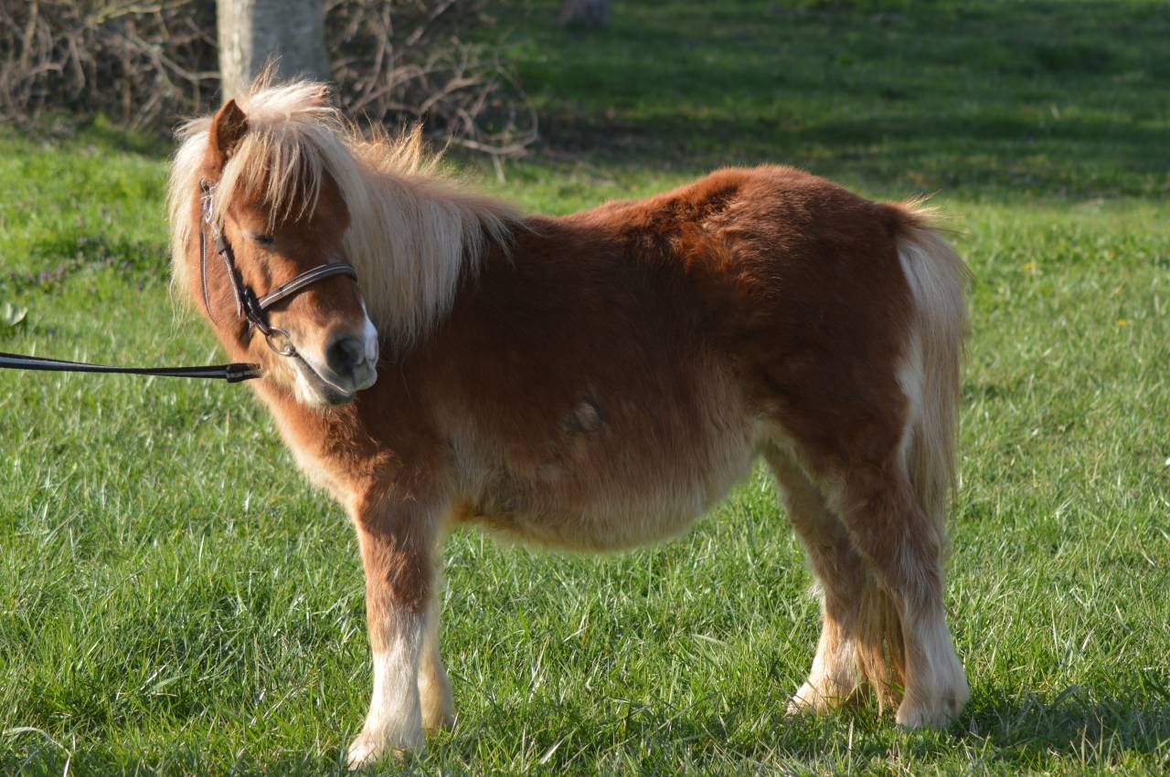 ✨ &Agrave; VENDRE : NALA ✨