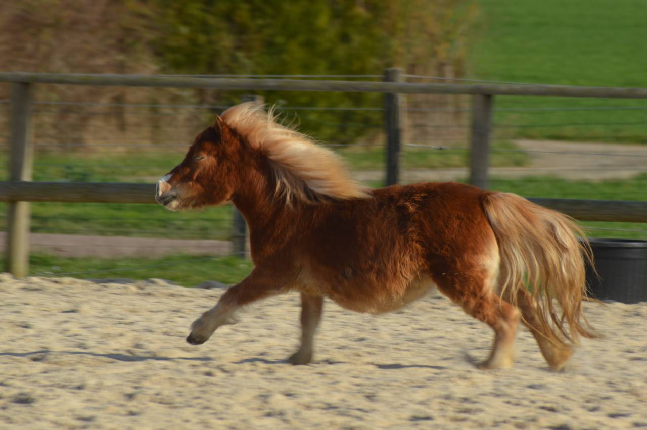 ✨ &Agrave; VENDRE : NALA ✨