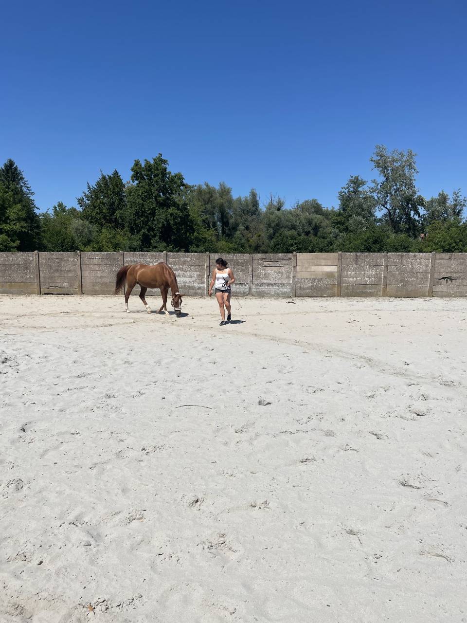 cheval selle fran&ccedil;ais 