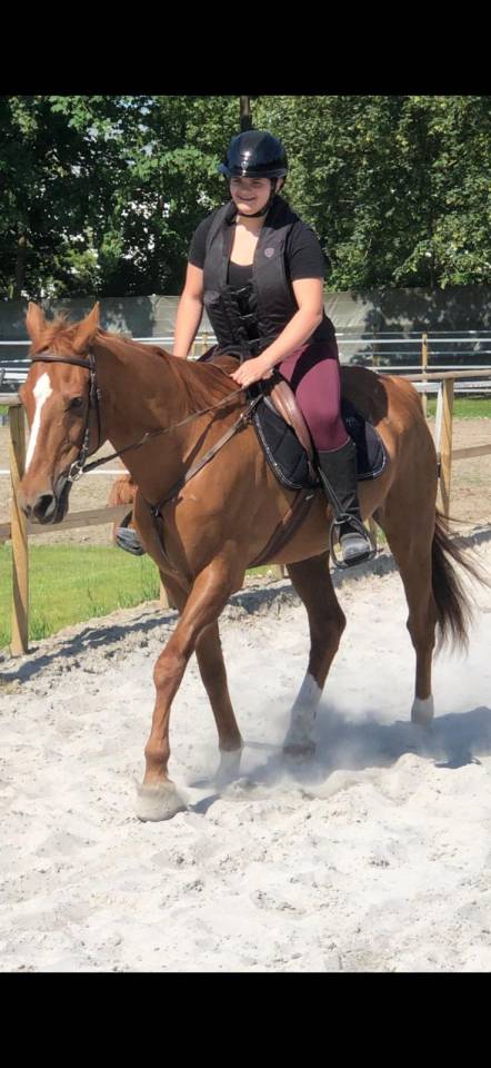 cheval selle fran&ccedil;ais 
