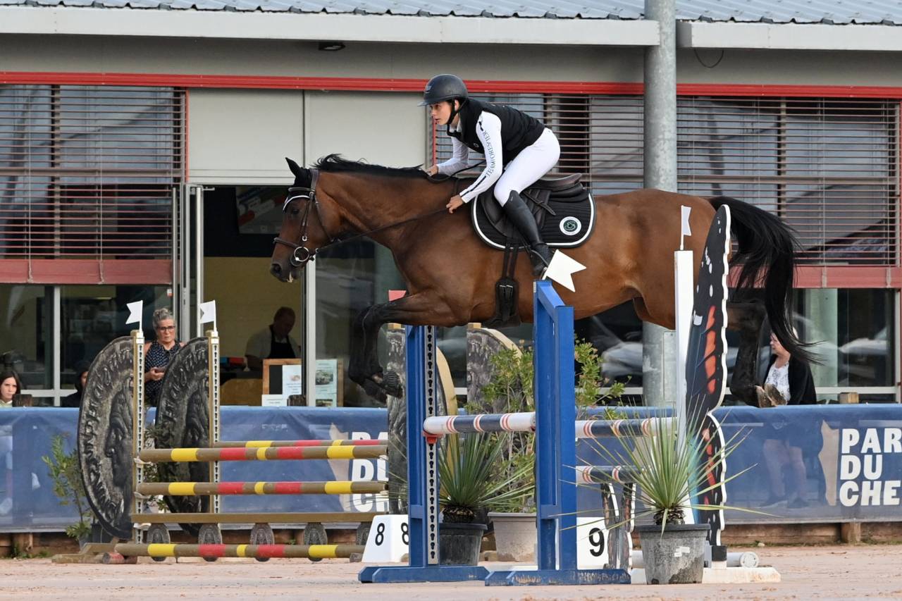 Jeune cheval de sport 