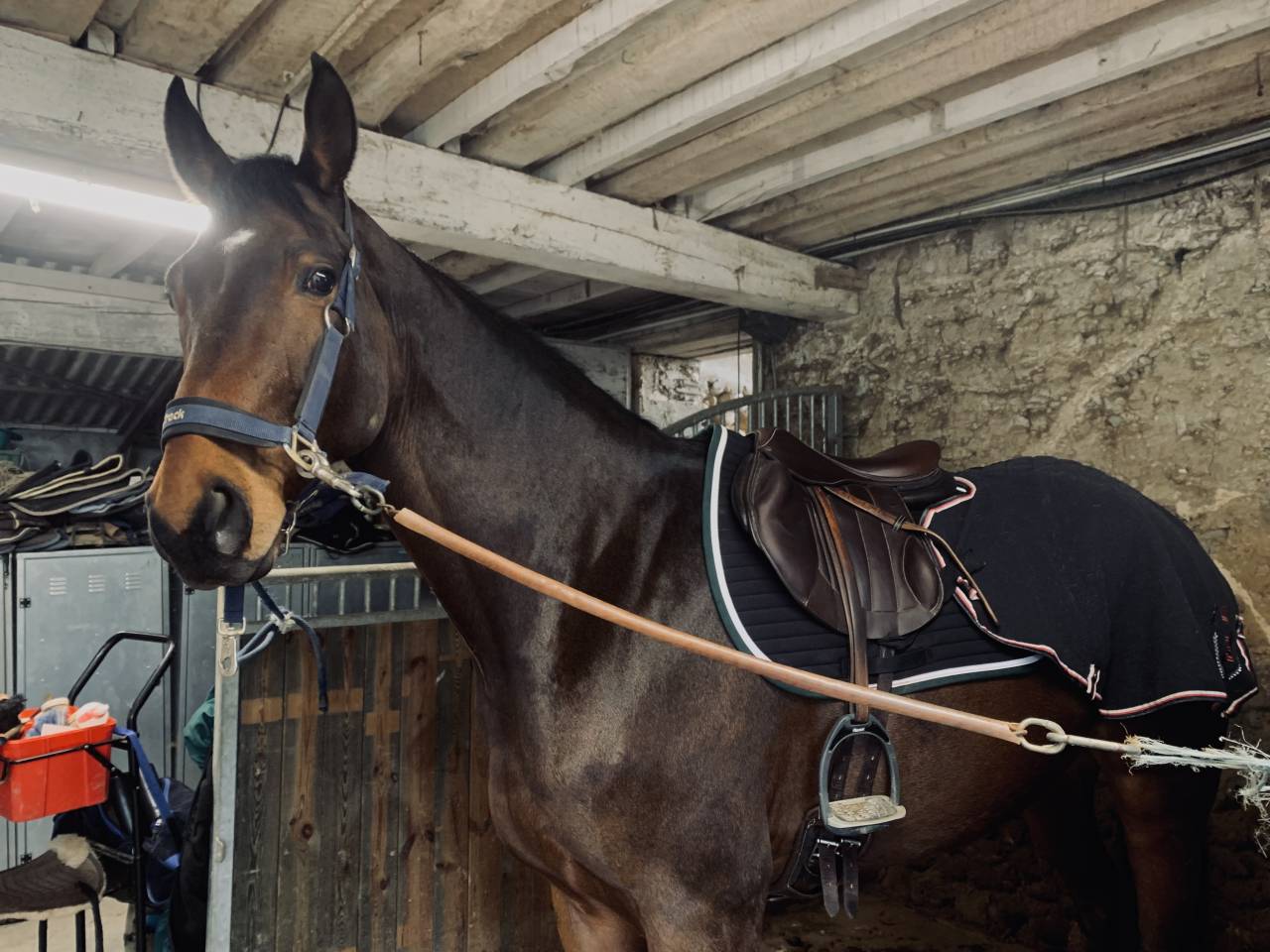 Jeune cheval de sport 