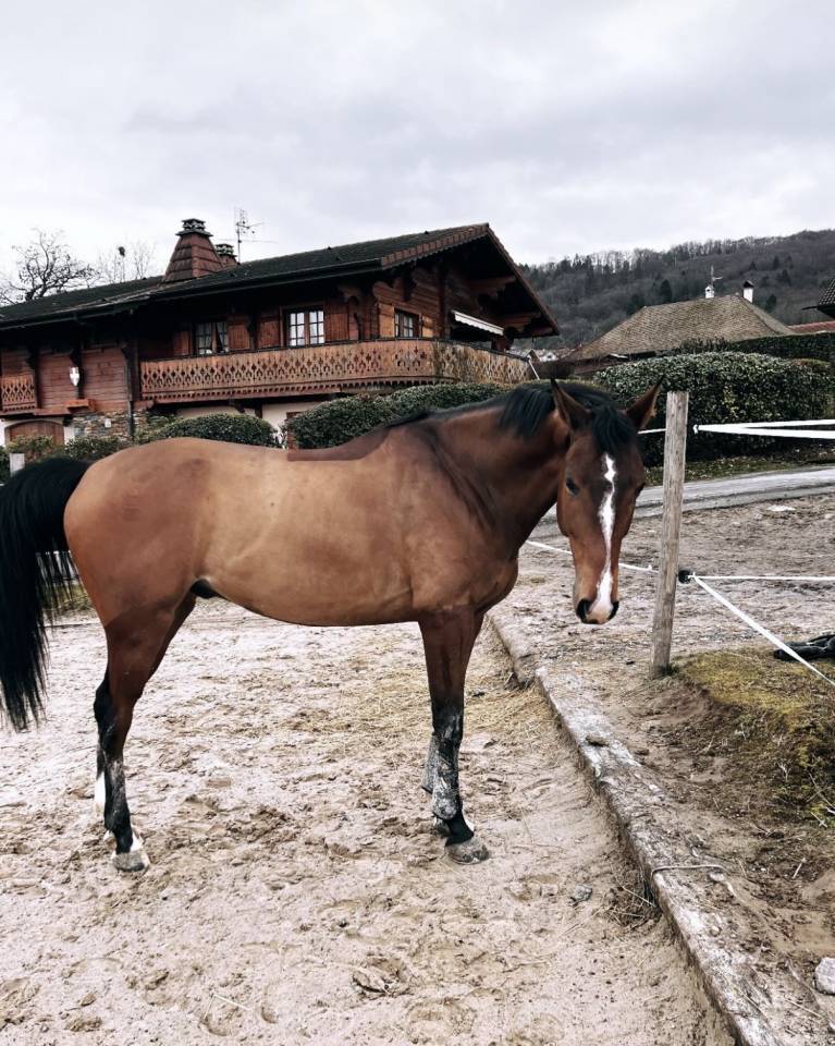 Cheval de 8 ans a vendre