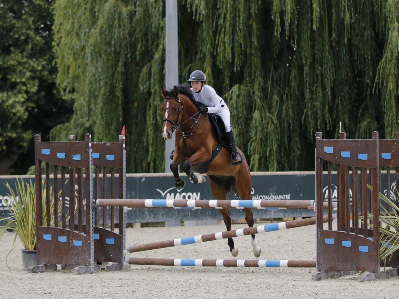 Cheval de 8 ans a vendre
