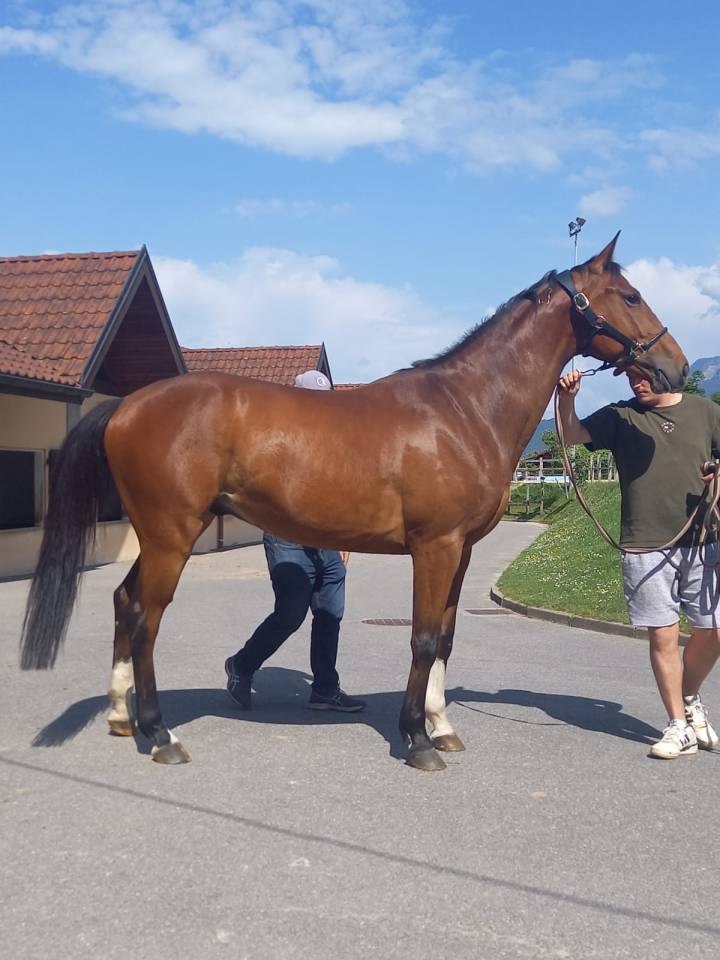 Cheval de 8 ans a vendre
