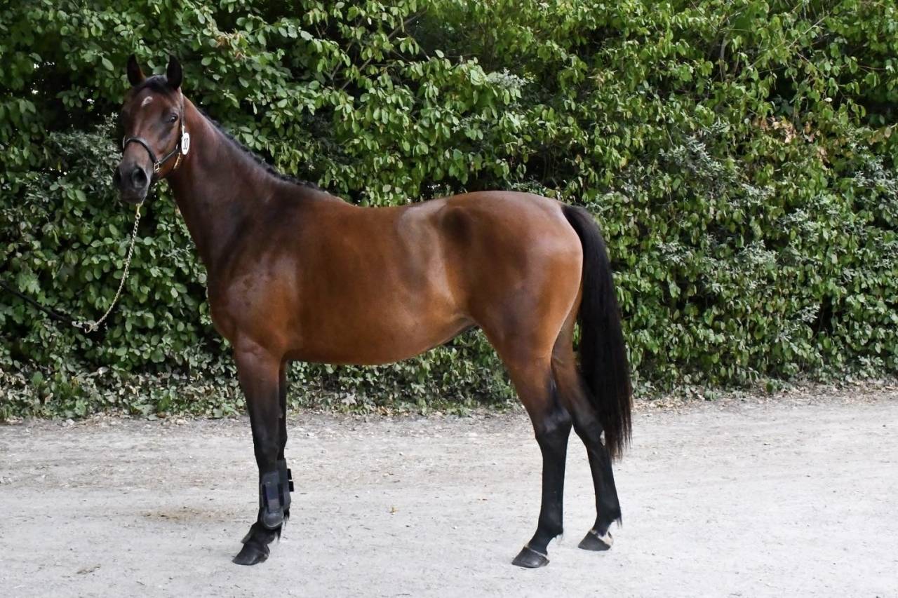 Tr&egrave;s jolie pouliche SF de 2ans 