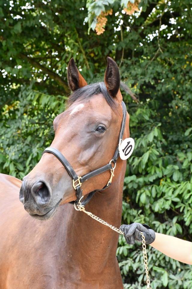 Tr&egrave;s jolie pouliche SF de 2ans 