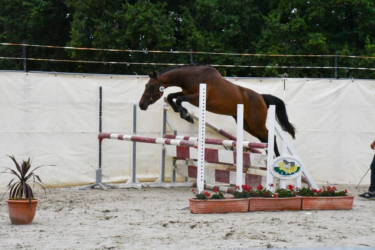 Tr&egrave;s jolie pouliche SF de 2ans 
