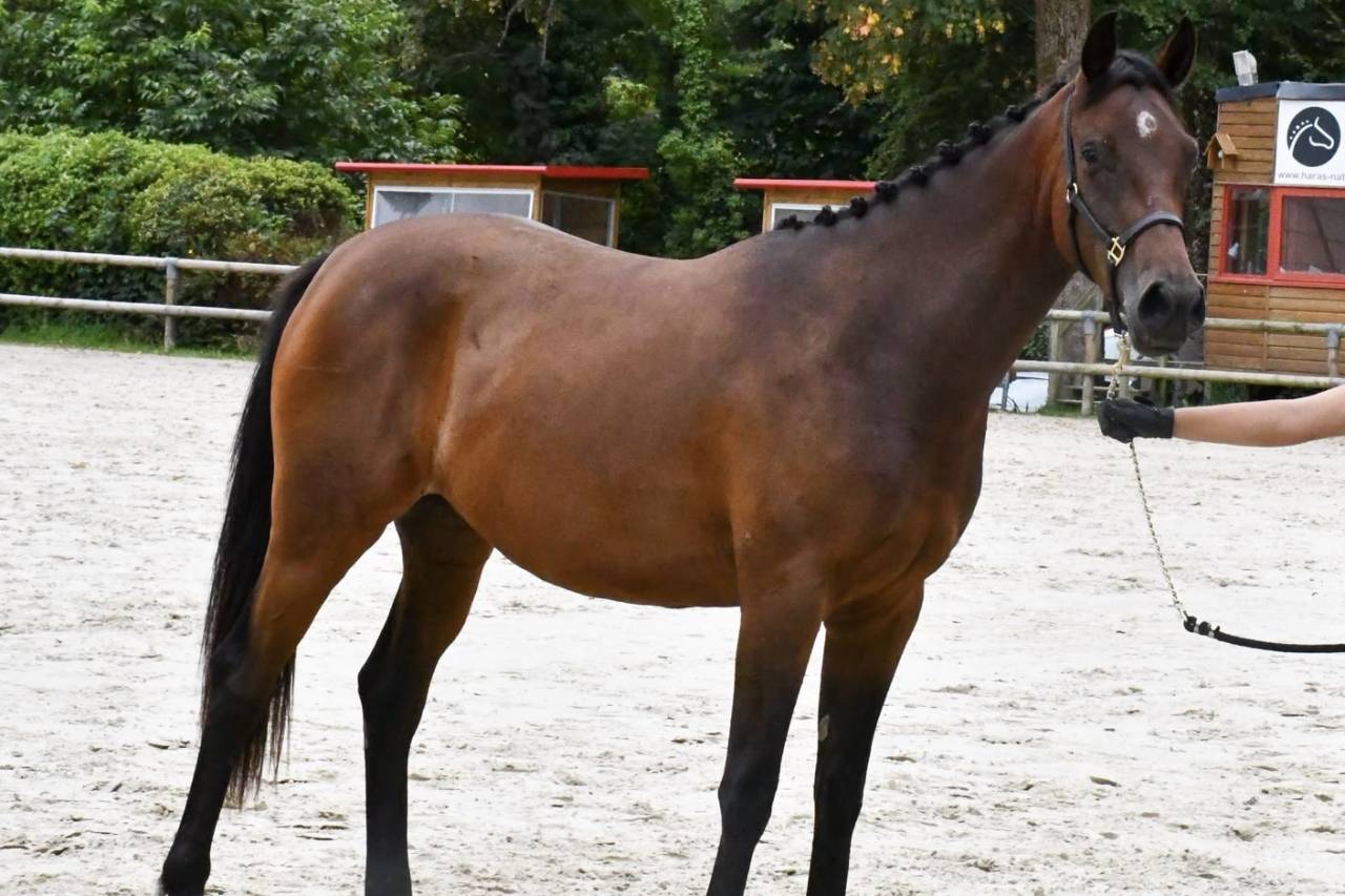 Tr&egrave;s jolie pouliche SF de 2ans 