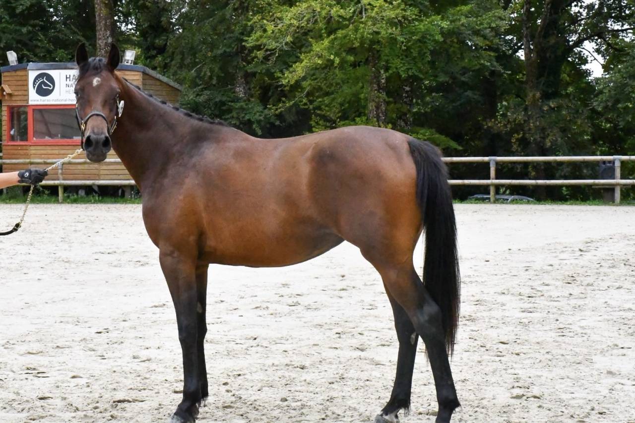 Tr&egrave;s jolie pouliche SF de 2ans 