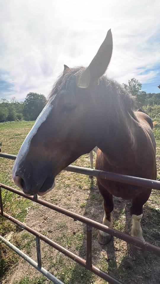 Vendre poulain