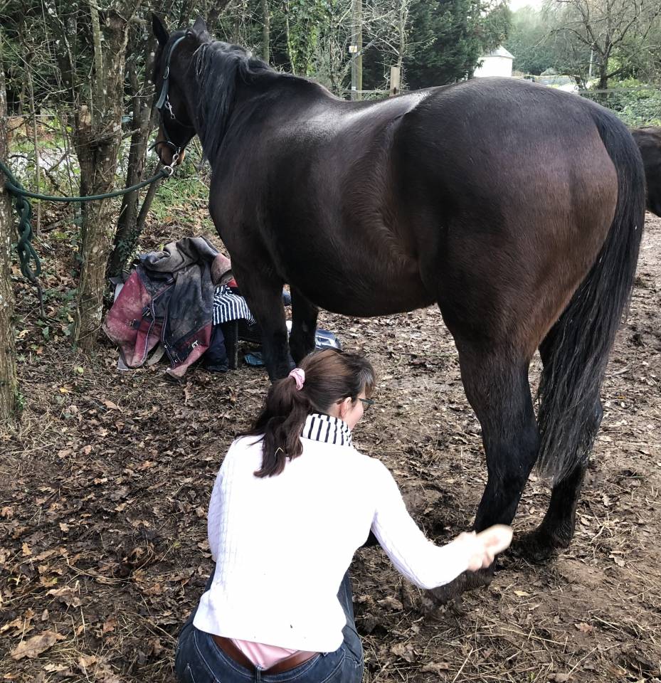 Cheval Hongre 6 ans