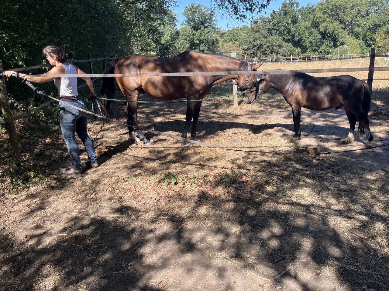Cheval Hongre 6 ans