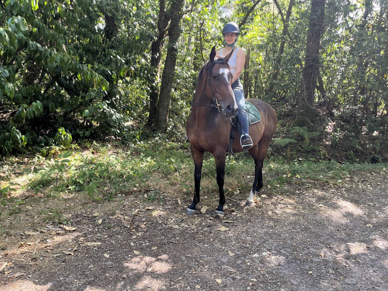 Cheval Hongre 6 ans