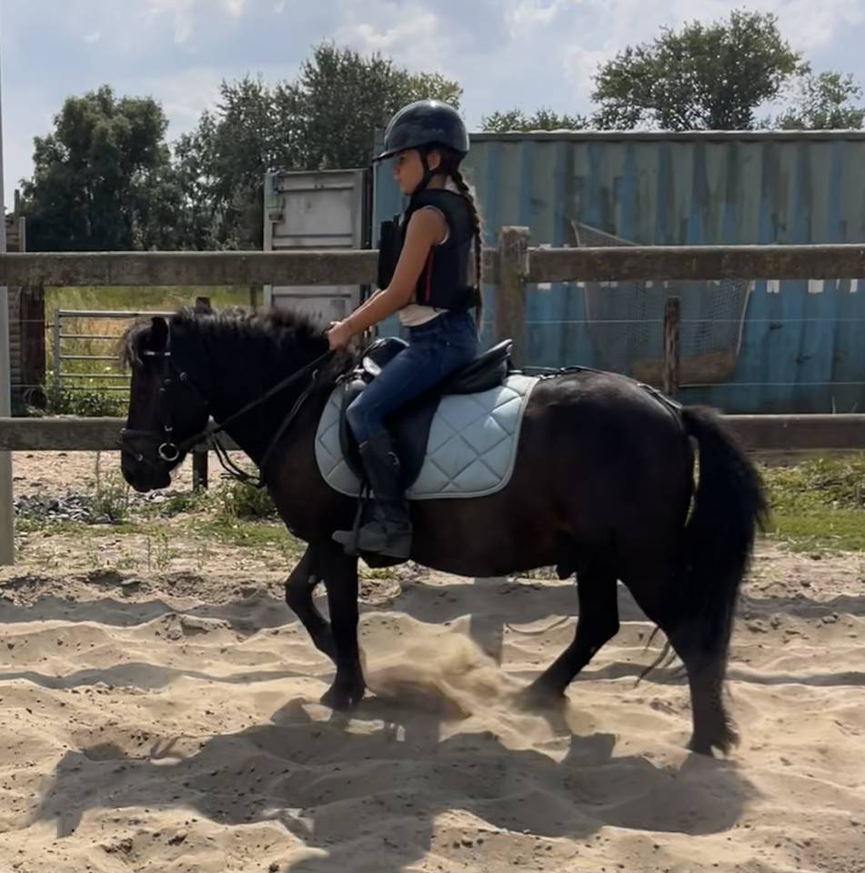Top poney shetland