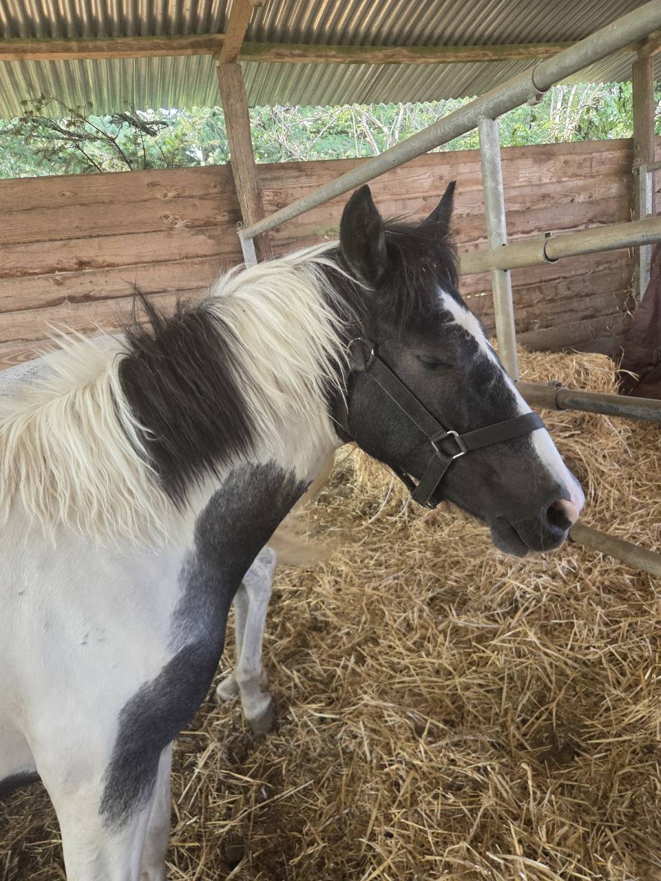 Futurs Poneys sport